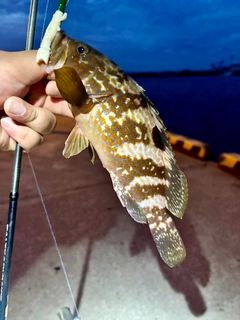 キジハタの釣果