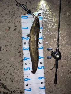 ニホンナマズの釣果