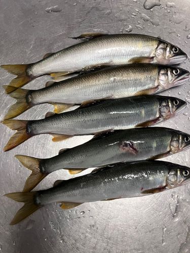 アユの釣果