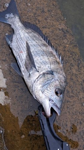 チヌの釣果