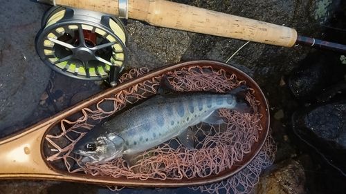 ヤマメの釣果