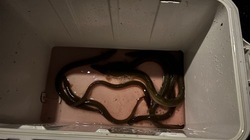 ウナギの釣果