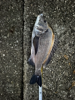 クロダイの釣果