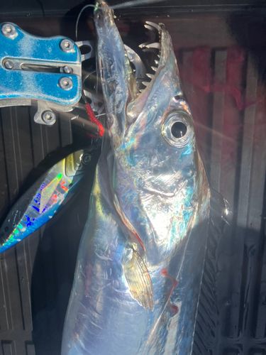 タチウオの釣果
