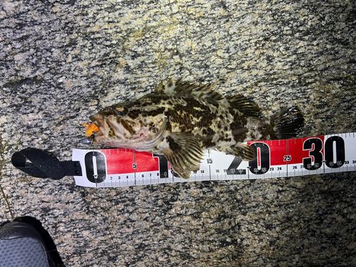 タケノコメバルの釣果