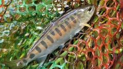 ヤマメの釣果