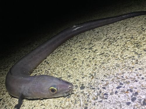 クロアナゴの釣果