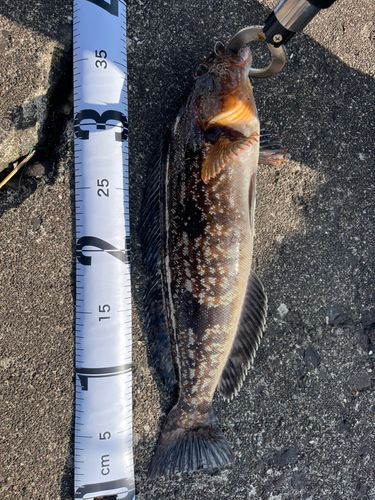 アイナメの釣果