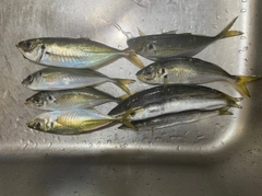 カマスの釣果
