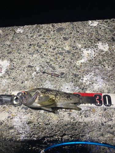 クロソイの釣果