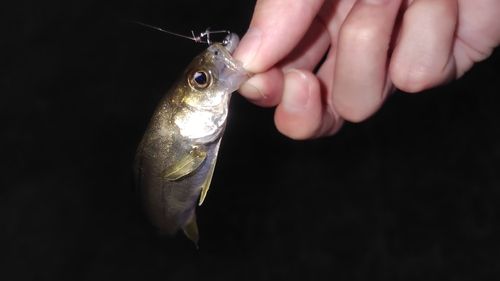 セイゴ（ヒラスズキ）の釣果