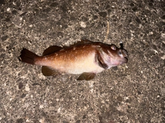 エゾメバルの釣果