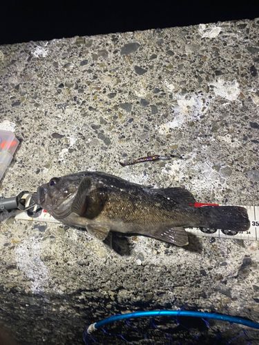 クロソイの釣果