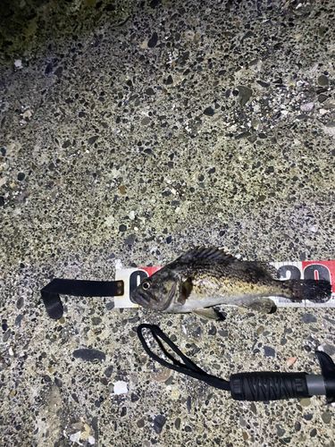 クロソイの釣果