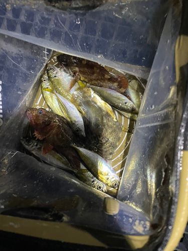 カワハギの釣果