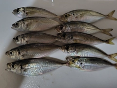 アジの釣果