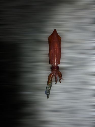 ケンサキイカの釣果