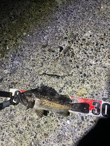 クロソイの釣果