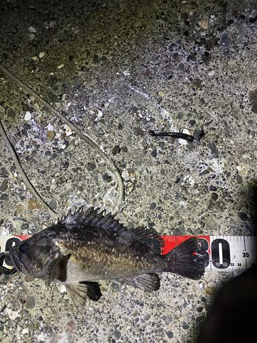 クロソイの釣果