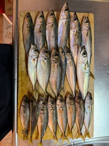 アジの釣果