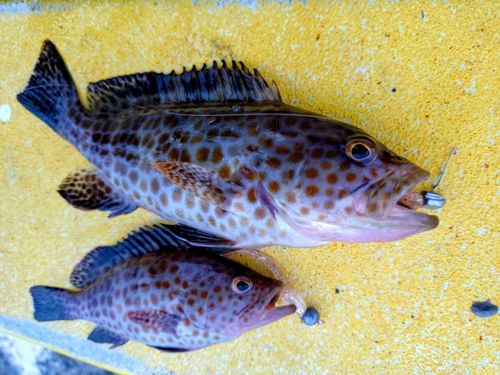 オオモンハタの釣果