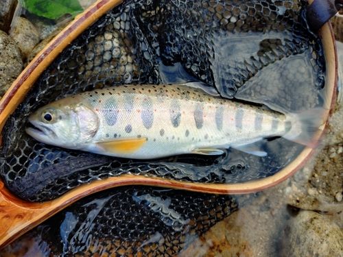 アマゴの釣果