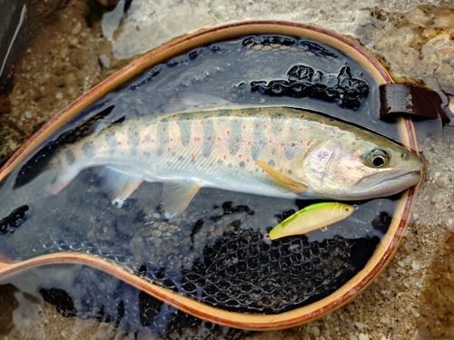 アマゴの釣果