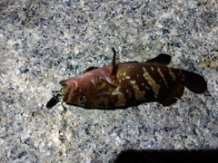 キジハタの釣果