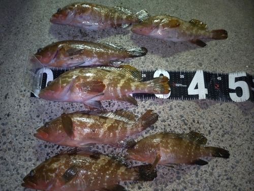キジハタの釣果