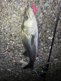 セイゴ（マルスズキ）の釣果