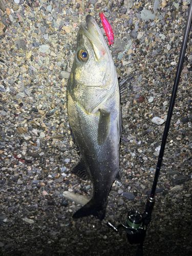 セイゴ（マルスズキ）の釣果