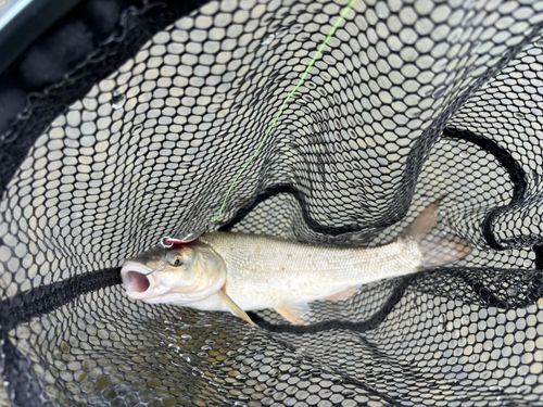 ウグイの釣果