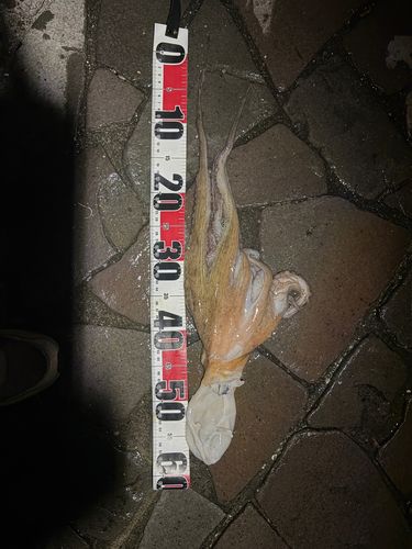 タコの釣果