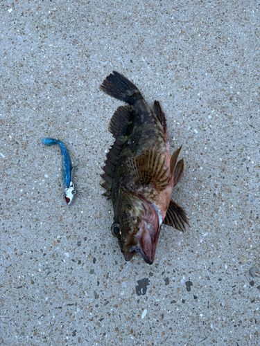 アラカブの釣果
