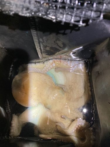 タコの釣果