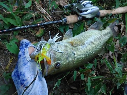 ブラックバスの釣果