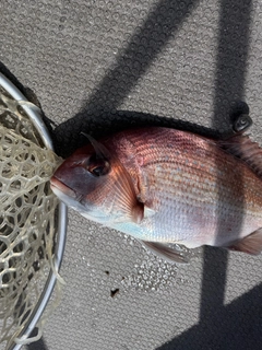 マダイの釣果