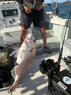 マダイの釣果