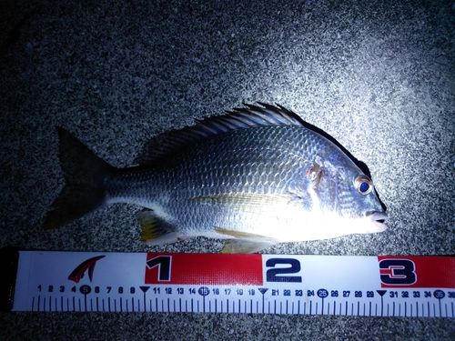 キビレの釣果