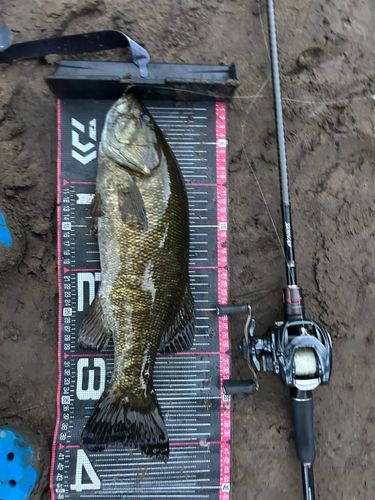スモールマウスバスの釣果