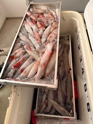 ケンサキイカの釣果