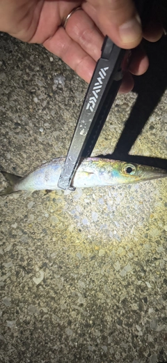 カマスの釣果