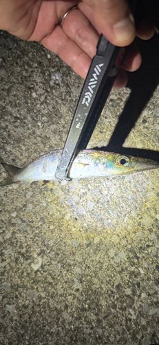 カマスの釣果