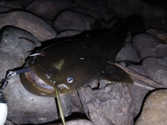ナマズの釣果