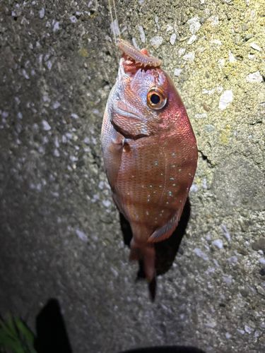 タチウオの釣果