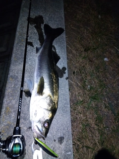 セイゴ（マルスズキ）の釣果