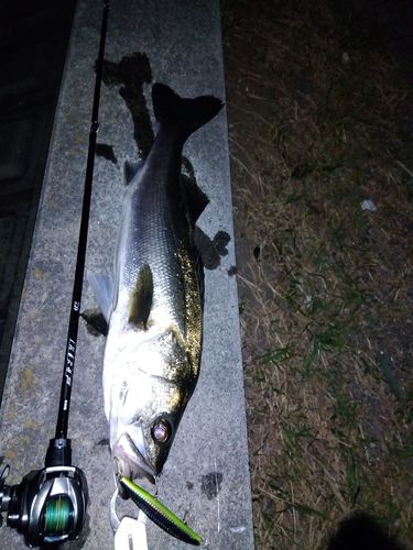 セイゴ（マルスズキ）の釣果
