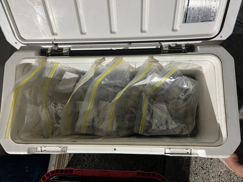 ケンサキイカの釣果