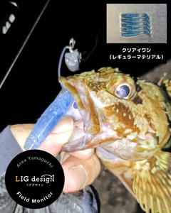 カサゴの釣果