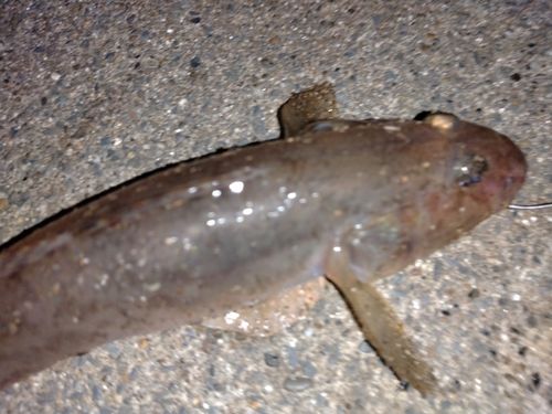 ハゼの釣果
